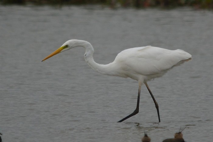 Great White Egret