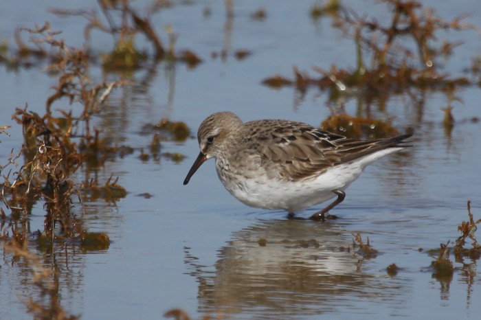 White-rumped Sandpiper