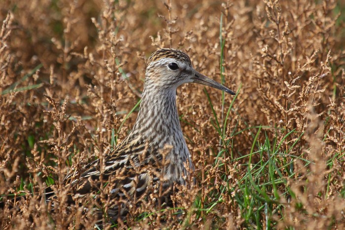 Pectoral Sandpiper