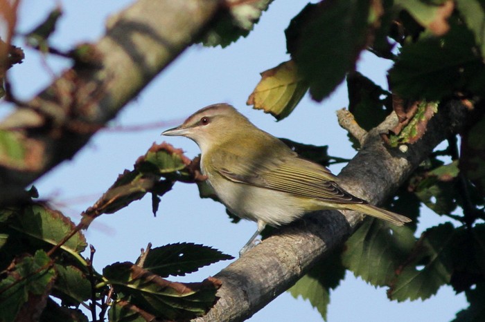 Red-eyed Vireo