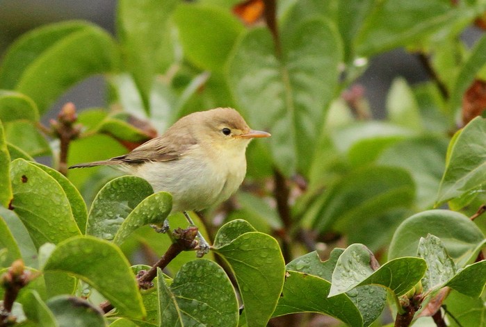 Melodious Warbler