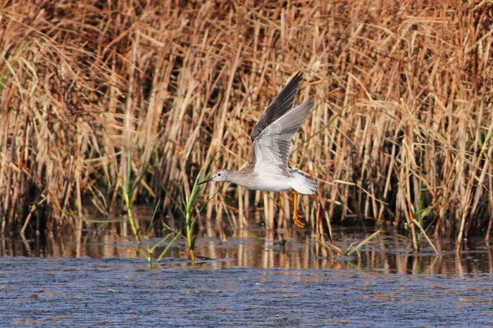 Lesser Yellowlegs