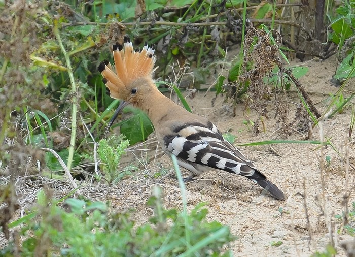 Hoopoe