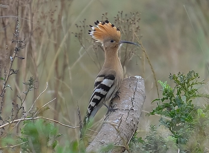 Hoopoe