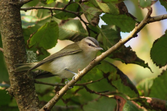 Red-eyed Vireo
