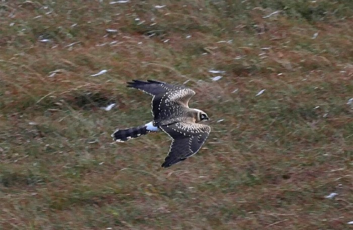 Pallid Harrier