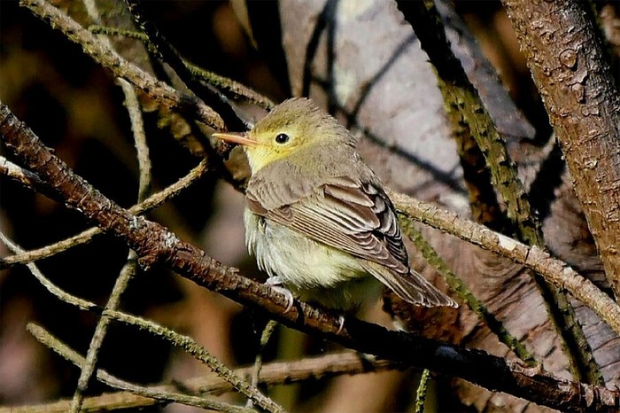 Icterine Warbler
