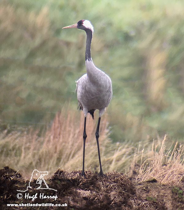 Common Crane