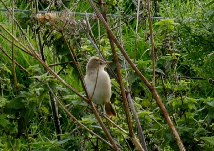 Great Reed Warbler