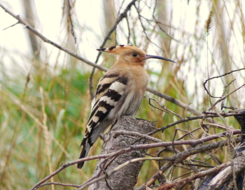 Hoopoe