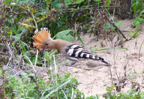 Hoopoe