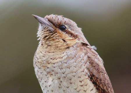 Wryneck