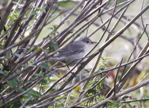 Barred Warbler