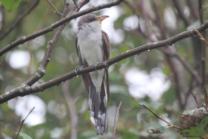 Yellow-billed Cuckoo