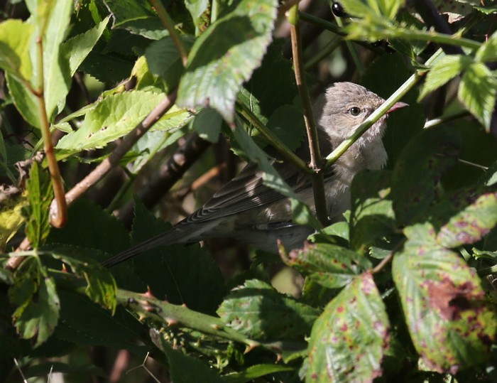 Barred Warbler