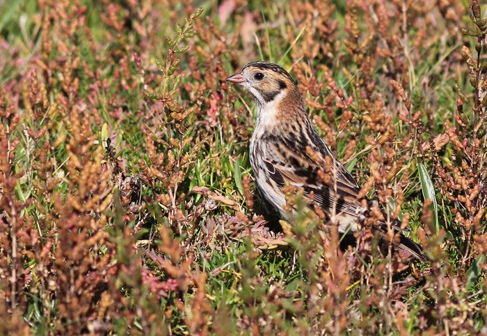 Lapland Bunting