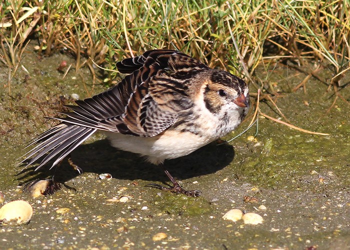 Lapland Bunting