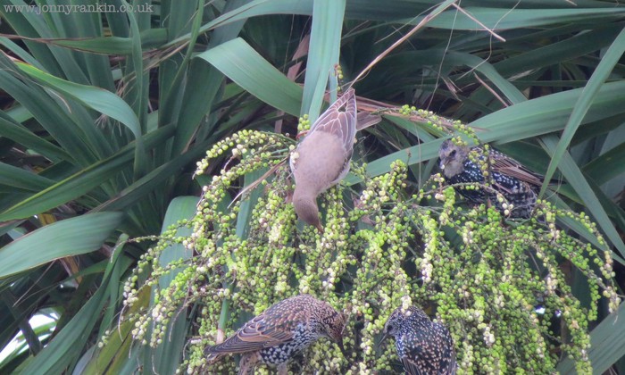 Rose-coloured Starling