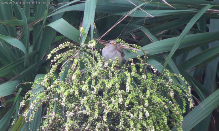 Rose-coloured Starling