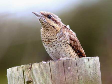 Wryneck