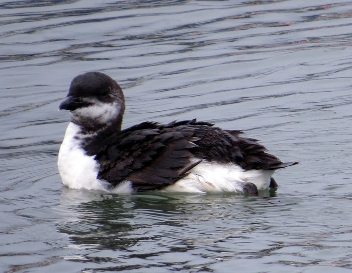Brunnich's Guillemot
