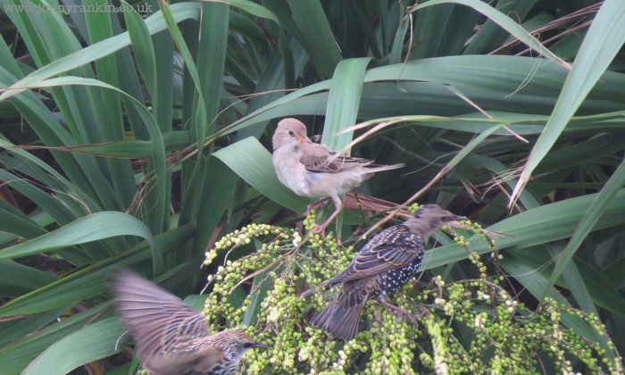 Rose-coloured Starling