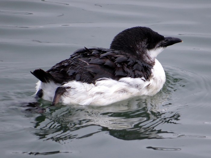 Brunnich's Guillemot