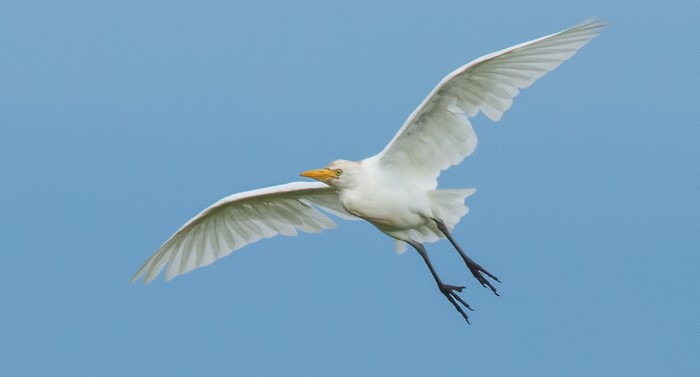 Cattle Egret