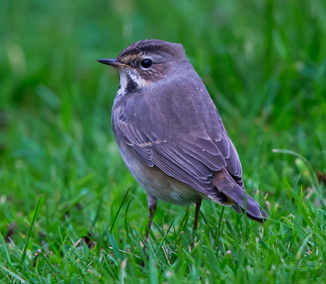 Bluethroat