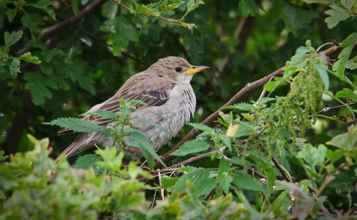 Rose-coloured Starling