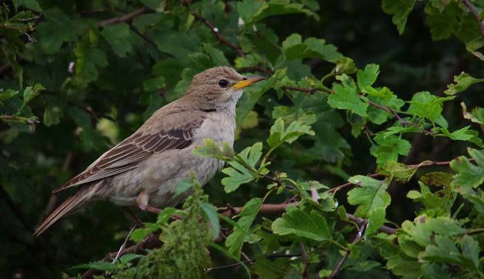 Rose-coloured Starling