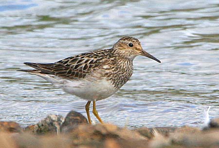 Pectoral Sandpiper