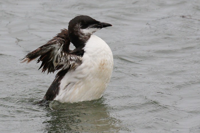 Brunnich's Guillemot