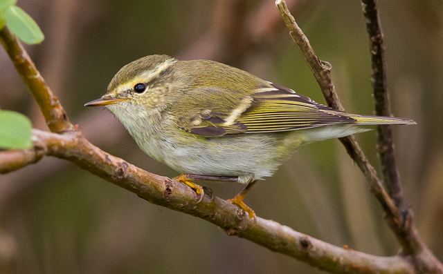 Yellow-browed Warbler