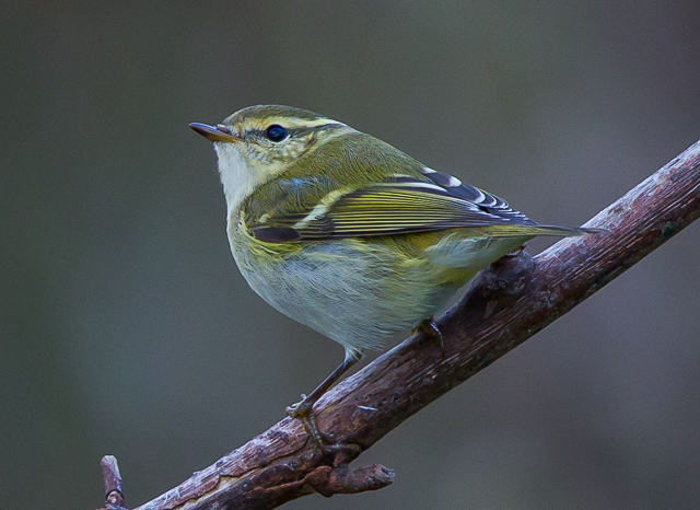 Yellow-browed Warbler