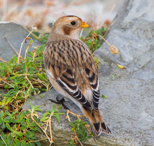 Snow Bunting