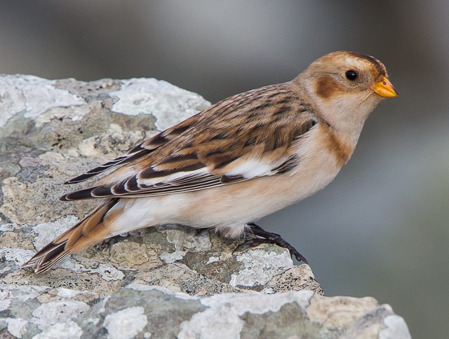 Snow Bunting