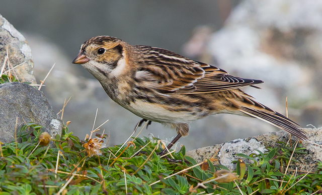 Lapland Bunting