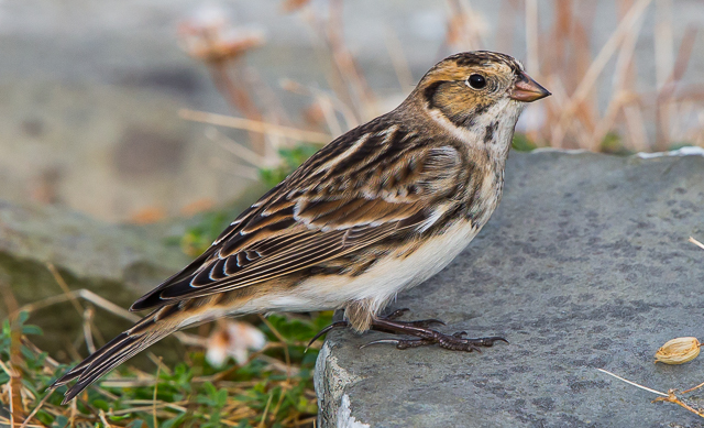 Lapland Bunting