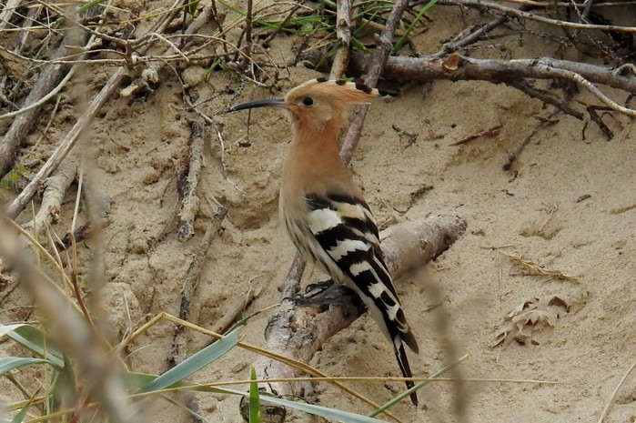 Hoopoe
