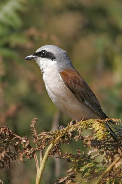 Red-backed Shrike