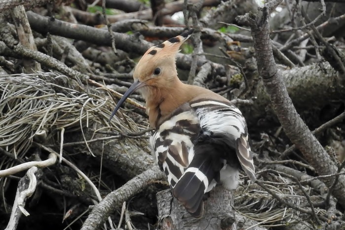 Hoopoe