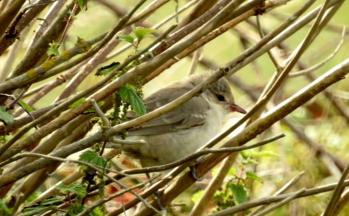Barred Warbler