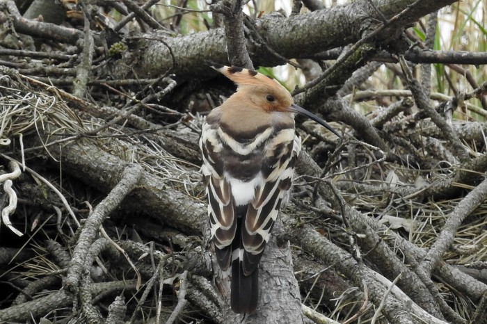Hoopoe
