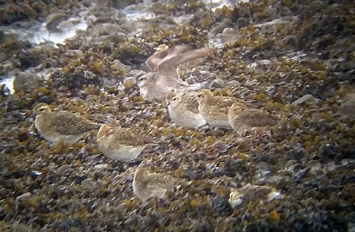 American Golden Plover