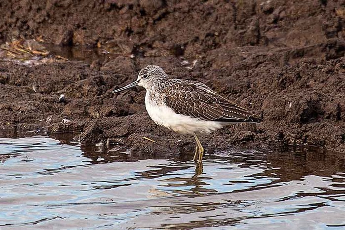 Greenshank