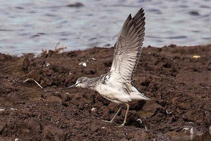 Greenshank