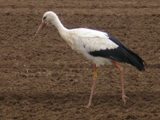 White Stork