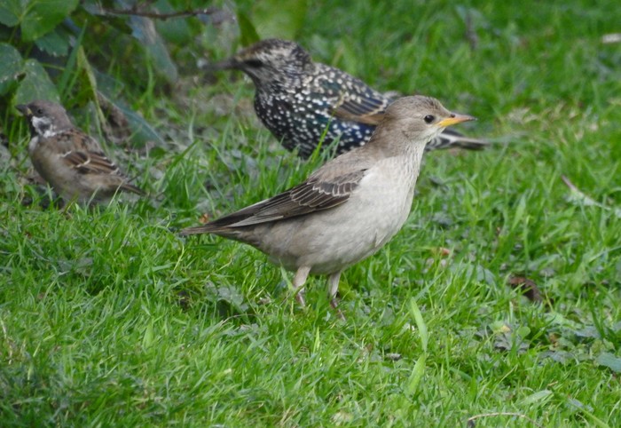 Rose-coloured Starling
