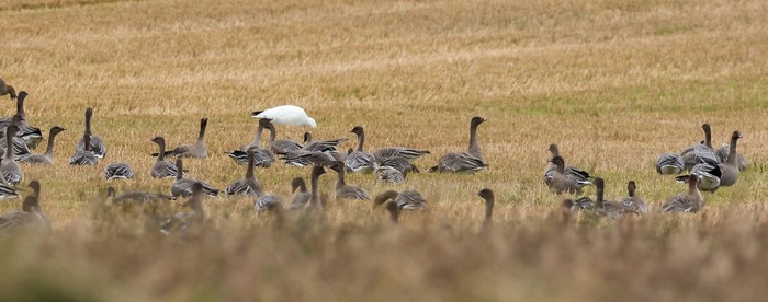 Snow Goose